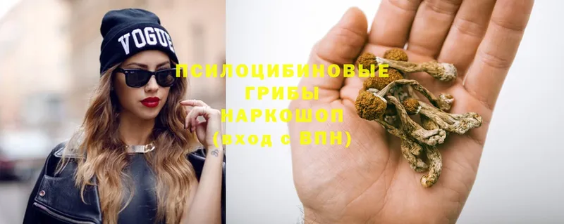 продажа наркотиков  Нолинск  Галлюциногенные грибы Magic Shrooms 